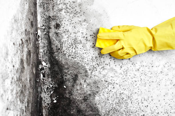 Professional Mold Removal in Canton, PA
